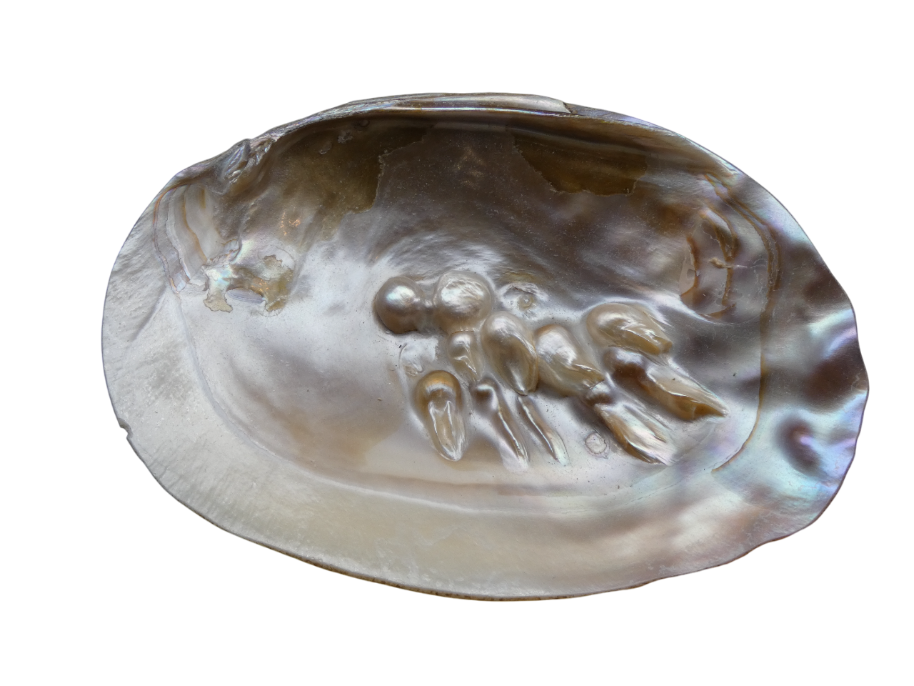 Huître Perlière de Rechargement